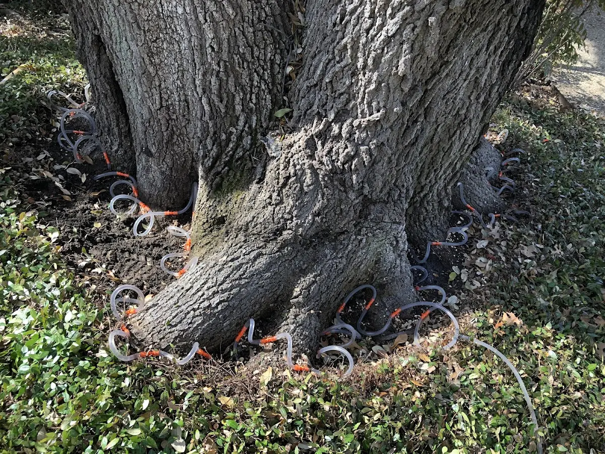 Detailed Tree Cabling and Bracing job site in Tipton